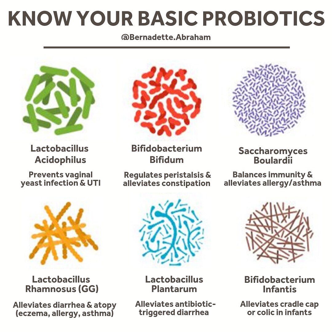 Your Probiotics Guide 101 - Bernadette Blog